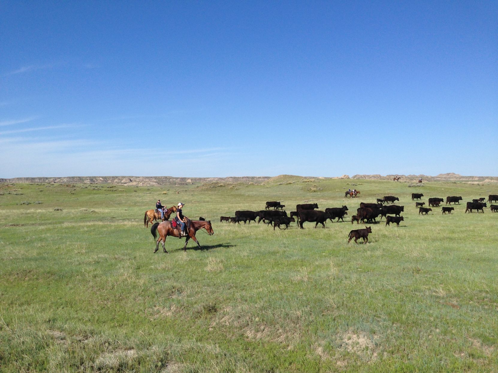 Driving cattle on Cross Four Ranch